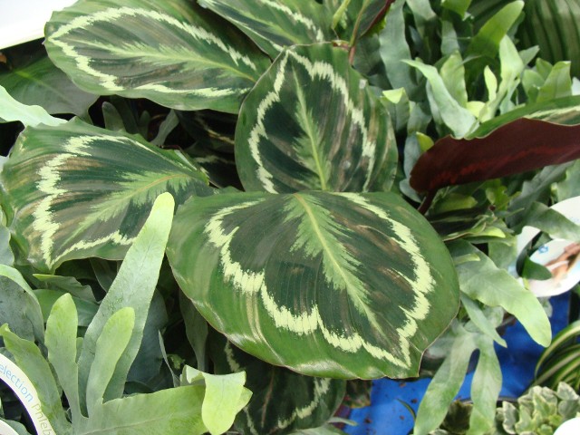 Kalatea różowokropkowana to modna i bardzo dekoracyjna roślina, jednak jest dość wymagająca w uprawie.
