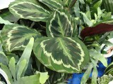 Kalatea różowokropkowana zachwyca kolorowymi liśćmi, ale jest wymagająca. Jak ją pielęgnować i jakie warunki zapewnić, by dobrze rosła?