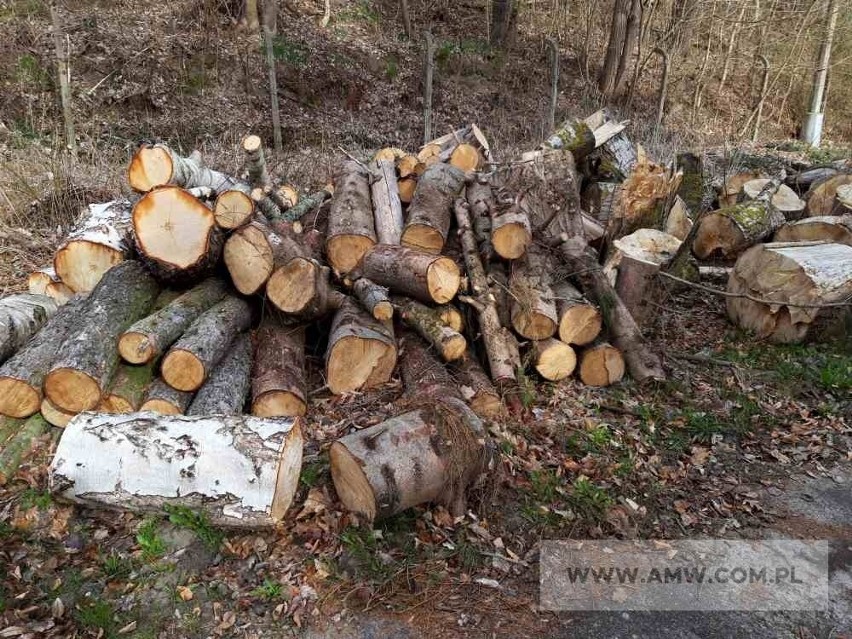Drewno z wycinki- liściaste/iglaste - pakiet 9,94 m3...