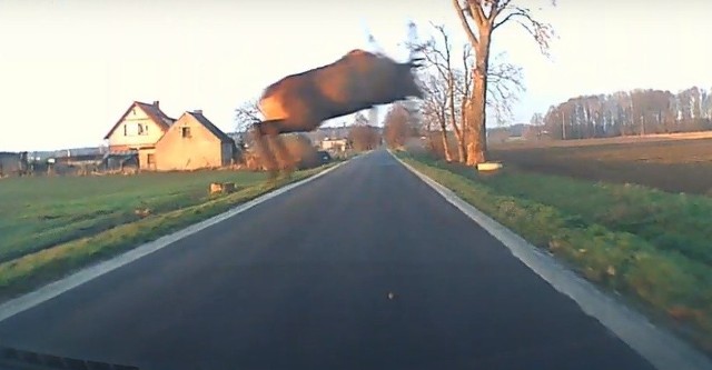 Jeleń przeleciał tuż nad maską samochodu kierowcy, który poruszał się główną drogą w Brzeźnie.