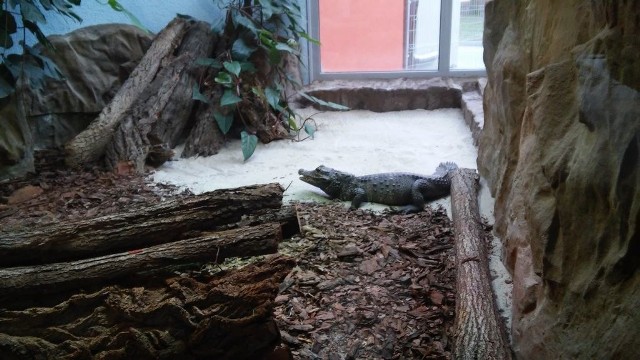 Krokodyle kameruńskie w terrarium w bydgoskim zoo wzbudzają niepokój, choć często zastygają w bezruchu.Zobacz: Można podglądać krokodyle w bydgoskim zoo [wideo na żywo]