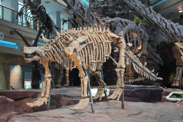 Ankylozaury może nie były największe, ale były twardym orzechem do zgryzienia