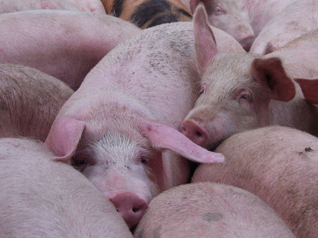 - Rolnicy muszą uważać na to, od kogo kupują świnie  i bardzo dbać o higienę pracy w chlewni -  mówi powiatowy lekarz weterynarii