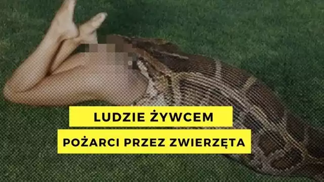 W 2018 roku 54-letnia kobieta została zaskoczona przez ogromnego, liczącego blisko 9 metrów węża. Z relacji wynikało, że nie była w stanie obronić się przed bestią.Zdarzenie miało co prawda w Indonezji (wyspa Sulawesi), ale może spotkać każdego z nas. Kobieta została zaskoczona podczas pracy w ogródku. Jej poszukiwania rozpoczęły się kolejnego dnia. O zdarzeniu zaalarmowały zaniepokojone dzieci 54-latki.Makabrycznego odkrycia dokonał jeden z synów kobiety. Znalazł on ogromnych rozmiarów pytona, który wydawał się świeżo po jedzeniu. Okazało się, że w jego środku znajduje się zaginiona kobieta. Z jej ułożenia wynikało, że gad zaczął konsumować ofiarę zaczynając od głowy. Mieszkańcy wioski nie wiedzieli do końca, czy ofiara węża nie żyje, więc postanowili go zabić i rozciąć.Cała akcja ratunkowa, która polegała na wycięciu kobiety z wnętrza gada została nagrana telefonem. Przestrzegamy jednak, że materiał jest przeznaczony wyłącznie dla ludzi o mocnych nerwach.Jak to w ogóle możliwe, że pyton zdołał połknąć człowieka? Okazuje się, że to nie pierwszy tego typu przypadek. Węże mogą zjadać ofiary, które gabarytami dorównują im. Dlatego w swoim menu gady te mają także zwierzęta gospodarcze, jak np. krowy. Może jednak się zdarzyć tak, że gad przeliczy się w swoich możliwościach. Wówczas po zjedzenie zbyt dużej ofiary, jego ciało rozrywa się. Historia zna i takie przypadki.