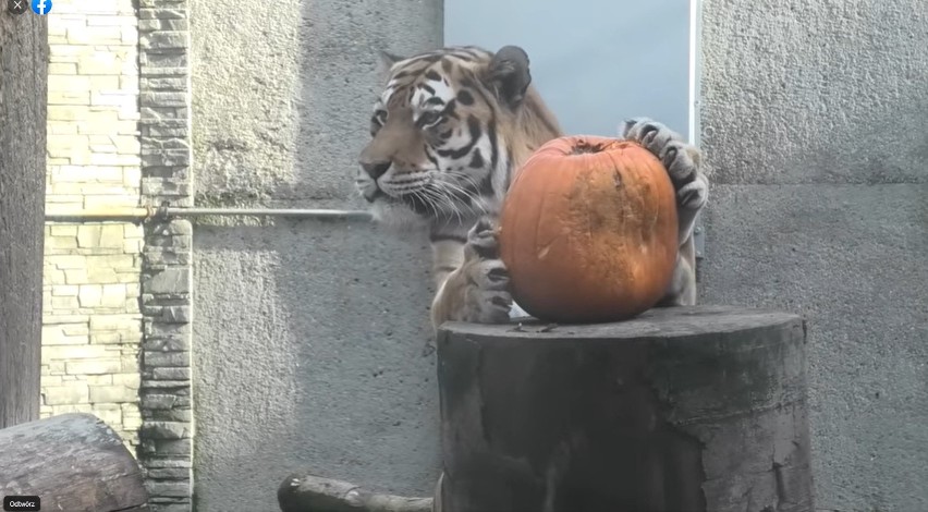 Kraków. Zoo szykuje się na Halloween. Dojechały dynie dla zwierząt