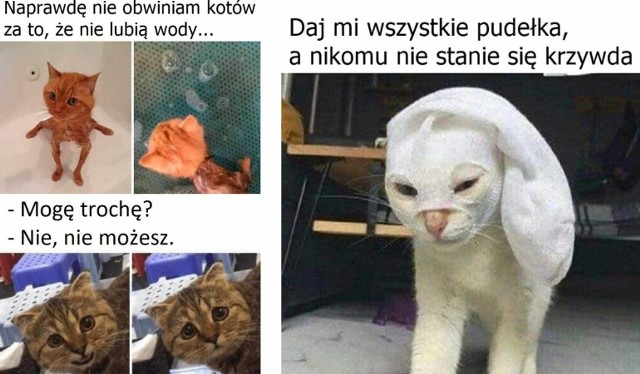 Najlepsze memy na Dzień Kota! Sprawdź! --->