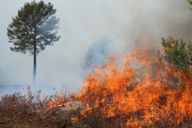 W Lubuskiem od początku roku mieliśmy już 81 pożarów lasów i 488 pożarów łąk i nieużytków.