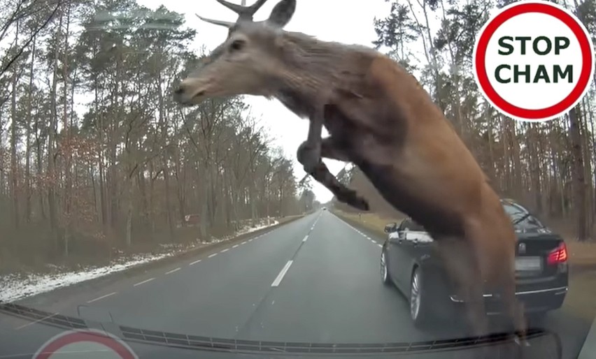 Spokojna jazda przez las i nagle pojawia się stado "latających" jeleni [NAGRANIE]