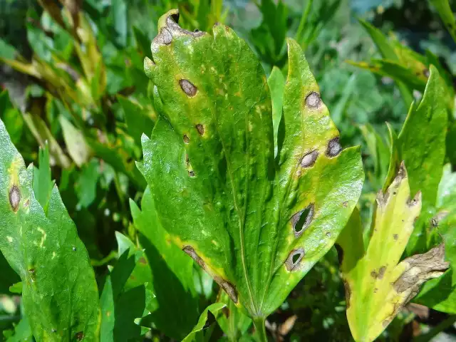 Septorioza i pierścieniowa plamistość liści to choroby, które atakują warzywa i rośliny ozdobne, osłabiając je i niszcząc.licencja