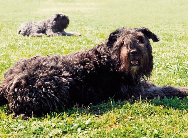 Bouvier des Flandres to pies twardy, odporny na przeciwności losu