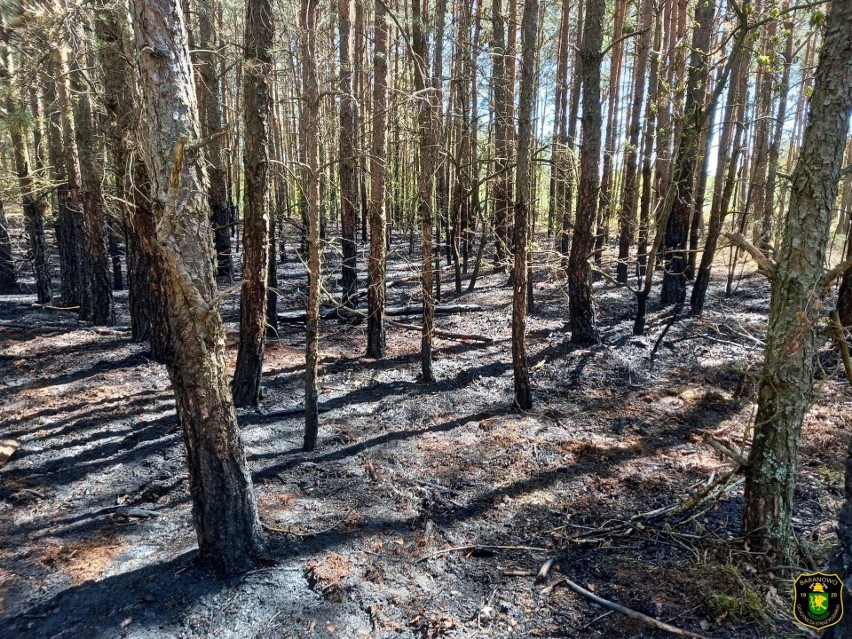 Aktualne zagrożenie pożarowe w lasach. Zobaczcie mapkę. 19.05.2022