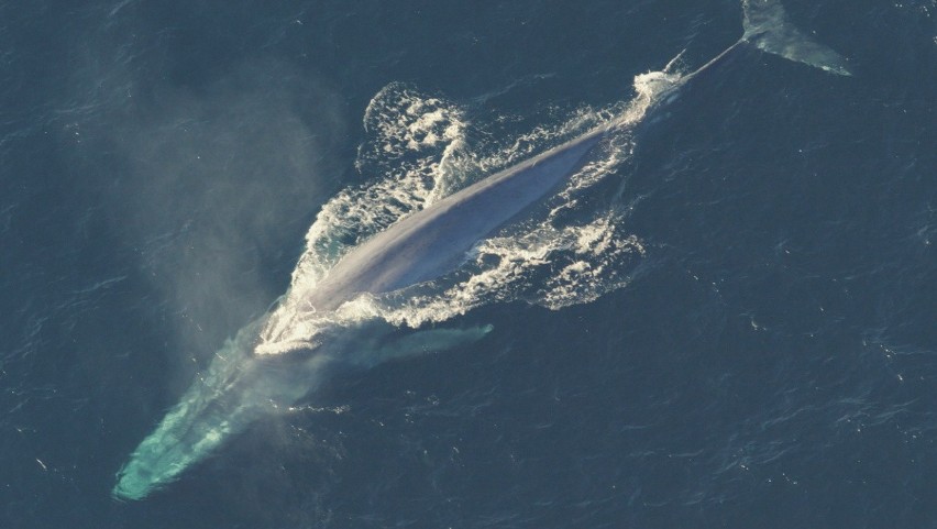 Wieloryby komunikują się ze sobą z pomocą śpiewu. Są bardzo...
