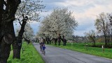 Kwitnące aleje czereśniowe pod Górą św. Anny przyciągają turystów i miłośników fotografii