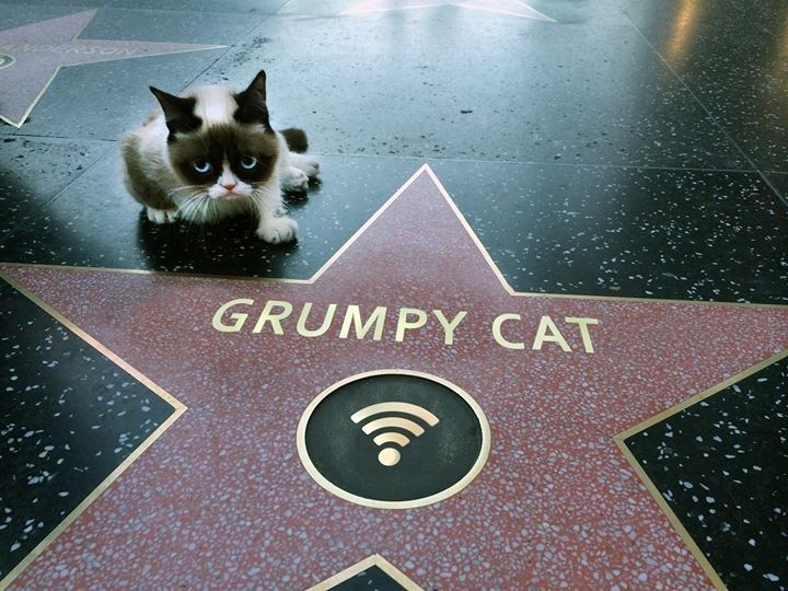 The Grumpy Cat, czyli Zrzędliwy Kot