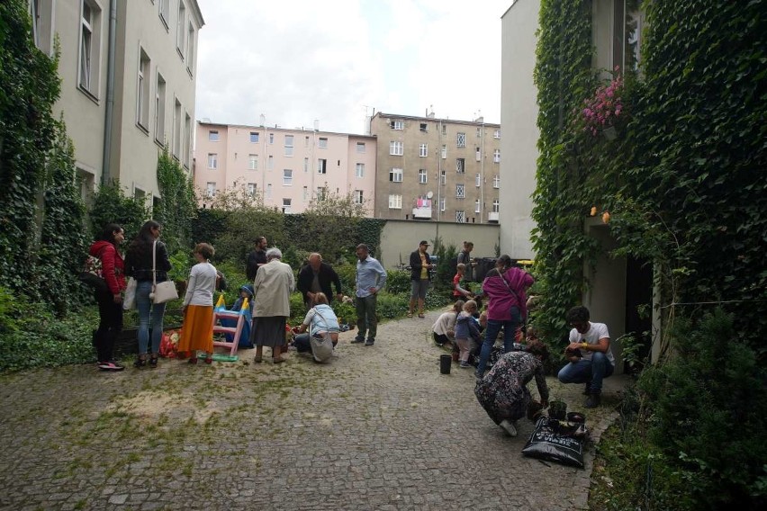 Pomidorki są rozdawane w doniczkach. Pan Andrzej informuje,...