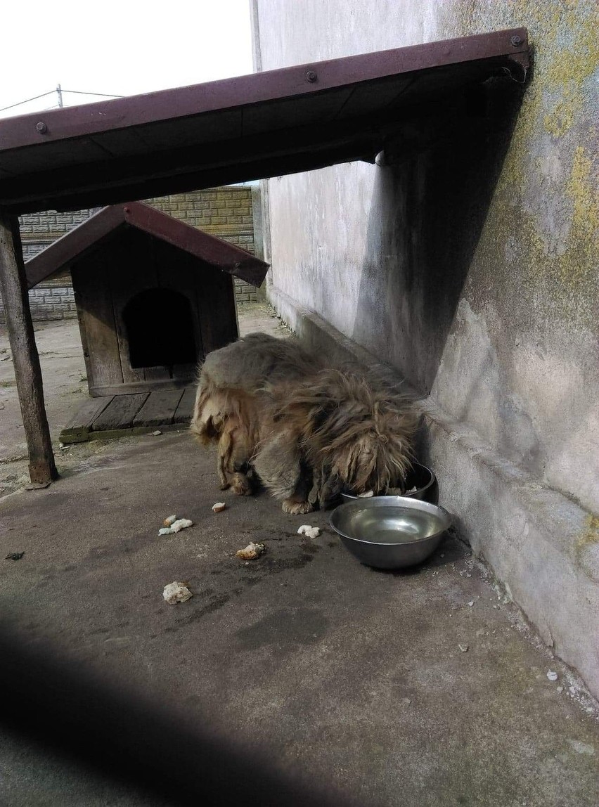 Fundacja Mondo Cane interweniowała w jednej z parafii w...