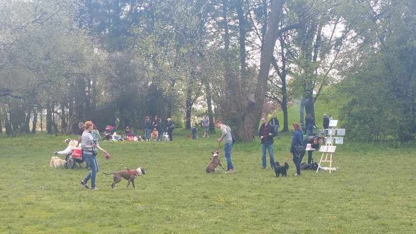 Piknik w Parku Grabiszyńskim: Cztery łapy na polanie [ZDJĘCIA]