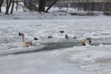 Oświęcim. Wszyscy martwili się o samotnego łabędzia, który siedział na Sole skutej lodem [ZDJĘCIA]