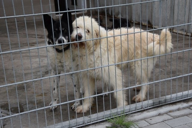 W Centrum Opieki nad Zwierzętami w Grudziądzu przebywa ponad 200 psów i około 100 kotów