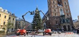 To już się dzieje. Do akcji ubierania choinki na Rynku Głównym wkroczył ciężki sprzęt i kilkuosobowy zespół. Gwiazda i światełka już są!