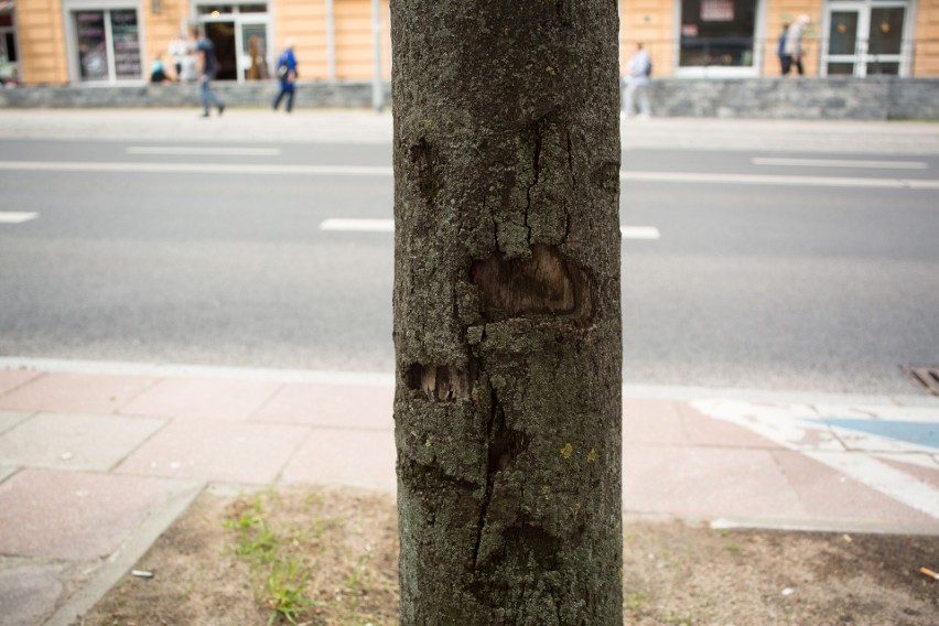 Niektóre drzewa przy ulicy Sienkiewicza zostaną wycięte ze...