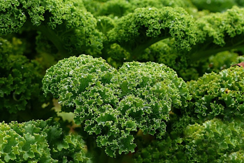 Najbogatszym źródłem witaminy K są zielone warzywa:...