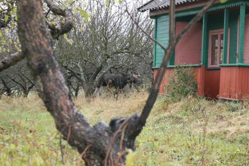 A może zwierzę było głodne?