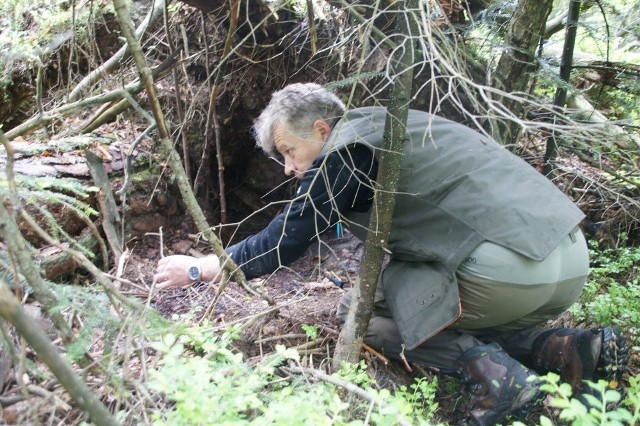 Artur Milanowski bada opuszczone wilcze gniazdo w lasach bliżyńsko - niekłańskich.