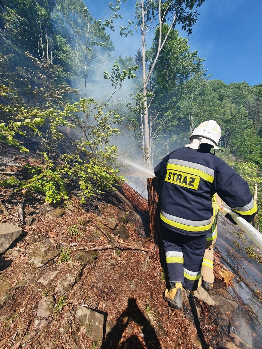 Las płonął w dolinie Popradu. Stok góry był tak stromy, że strażacy używali drabin