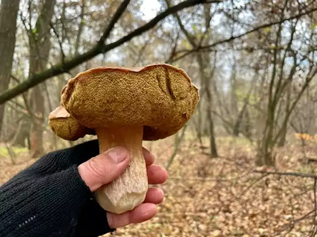 Chociaż w tym roku mamy wyjątkowo ciepły listopada i sezon na grzyby mocno się przedłużył, to weekend 14,15 listopada będzie prawdopodobnie ostatnim kiedy można było się wybrać na grzybobranie. W sobotę 14 listopada w lasach pojawiło się wielu grzybiarzy i zbory były... całkiem okazałe. Oczywiści mniejsze niż w ostatnich tygodniach ale na pewno warto jeszcze ruszyć na grzyby. Tym razem królują gąski, podgrzybki , można jeszcze znaleźć rydze. Na kolejnych slajdach naszej galerii zamieszczamy Wasze zbiory z soboty 14 listopada oraz z niedzieli 15 listopada. Powyżej piękny prawdziwek znaleziony w niedzielę 15 listopada przez znanego miłośnika grzybów z Buska - Zbigniewa Oziębło. Jeśli byliście na grzybach i trafiliście na piękne okazy, pochwalcie się nimi! Wklejajcie zdjęcia na facebooka, albo przysyłajcie na adres internet@echodnia.eu.Na kolejnych slajdach Wasze zbiory z grzybobrania w weekend 14,15 listopada