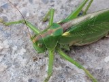 "Konik polny" gigant na parkingu w Przemyślu. Przemyślanka zobaczyła go po powrocie do samochodu [ZDJĘCIA INTERNAUTKI]