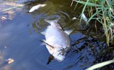 Niemcy: Przewodniczący niemiecko-polskiej grupy parlamentarnej domaga się "całkowitego wyjaśnienia" ws. martwych ryb w Odrze  