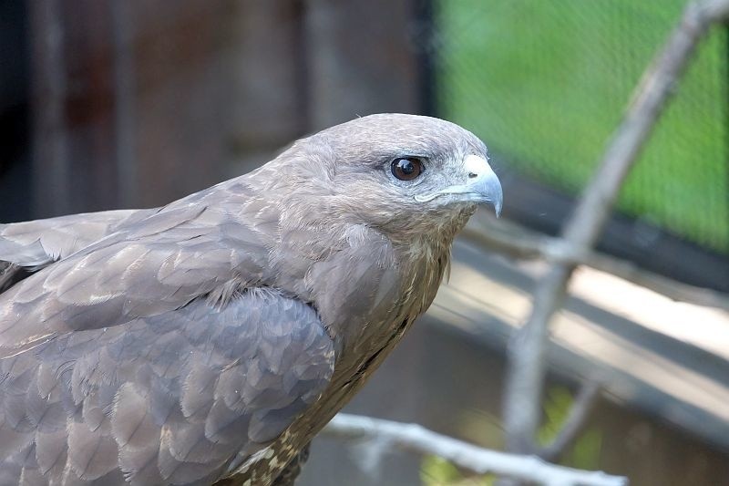 Akcent Zoo w Białymstoku