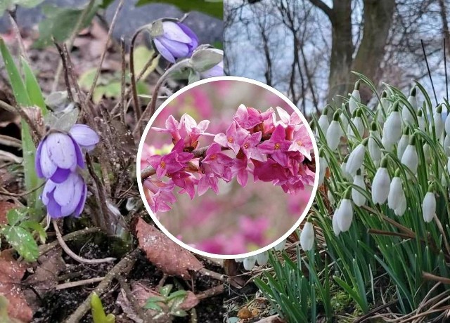 W regionie świętokrzyskim pojawia się coraz więcej zwiastunów wiosny.
