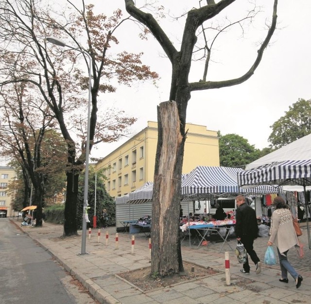 Na ulicy Wróblewskiego do wycięcia jest cały szpaler drzew, ponieważ uschły i zostały połamane przez wichury.