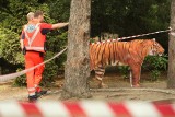 Tygrys zabił człowieka w zoo we Wrocławiu. Do tragedii doszło przed otwarciem ogrodu zoologicznego