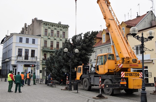 Na Rynku w Inowrocławiu stanęła dziś rano (28 listopada) świąteczna choinka. Dorodne drzewko rosło dotychczas przy ul. Jacewskiej. Przekazali je miastu właściciele jednej z tamtejszych posesji. Już 6 grudnia pod choinka odbędzie się mikołajkowa impreza dla dzieci.