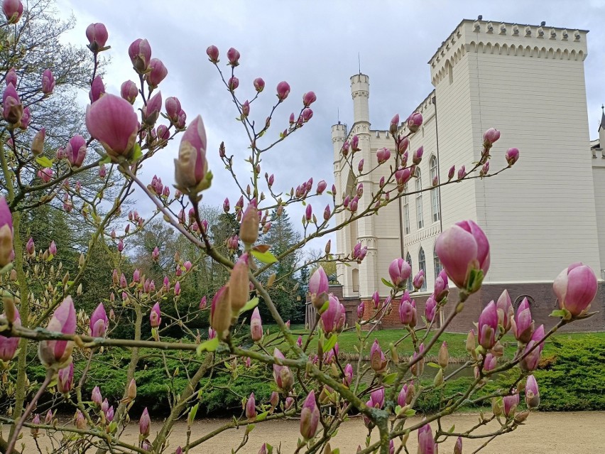 Arboretum w Kórniku słynie ze swoich 170-letnich magnolii,...