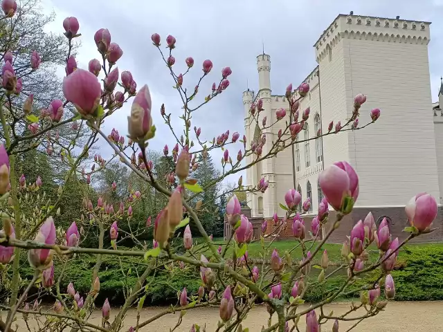 Arboretum w Kórniku słynie ze swoich 170-letnich magnolii, które kwitną zazwyczaj w kwietniuPrzejdź dalej -->