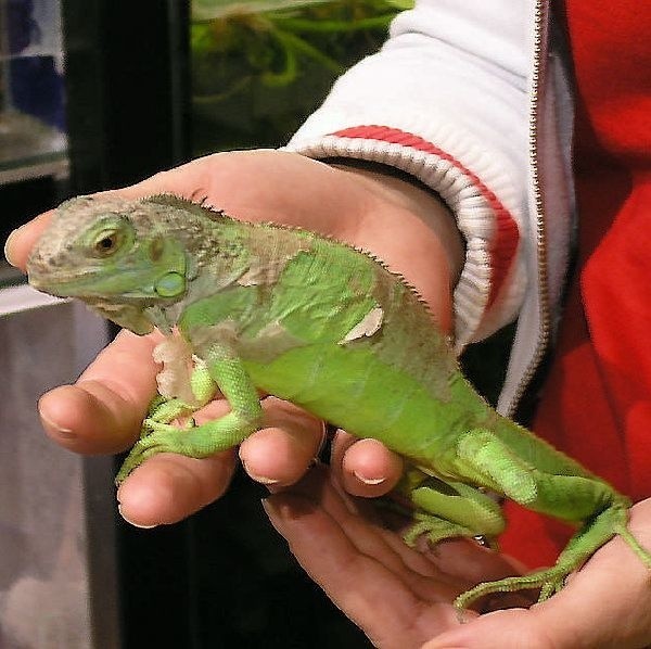 Iguana zielona podobno jest prawie tak  inteligentna jak pies. Też potrafi ugryźć, a w  dodatku można ją wyprowadzać na smyczy.