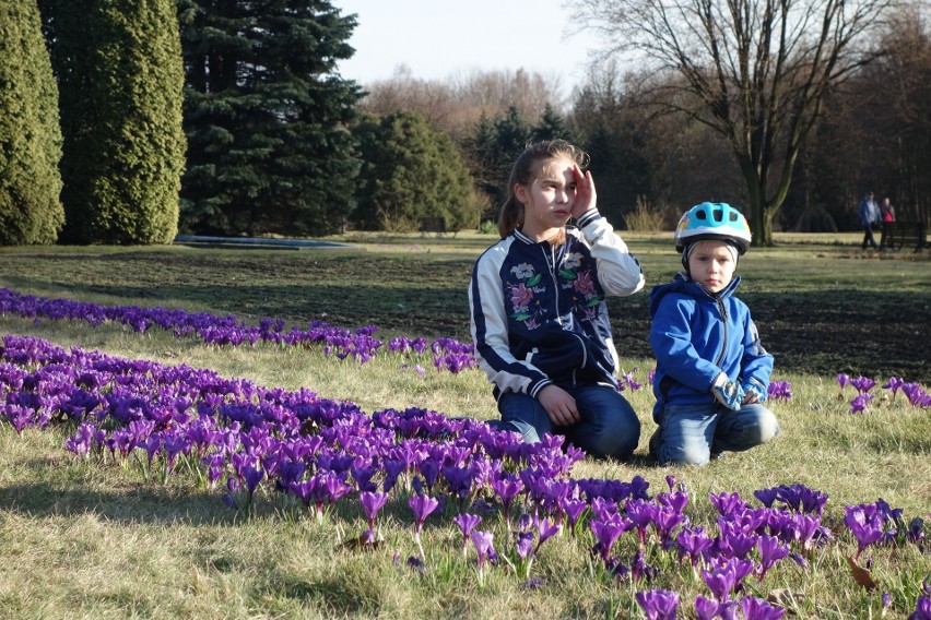 Fioletowe krokusy zobaczymy w Rosarium w Parku Śląskim
