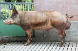 Ukraina: Wyhodowano nową rasę świń. Zawiera dużo smalcu, a nazwano ją… Kadyrov