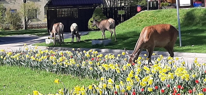 Zakopane: Zuchwałe łanie zjadły urzędnikom... kwiatki