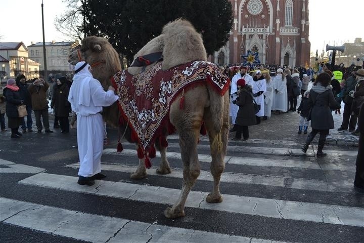 Orszak Trzech Króli 2015 w Częstochowie. Furorę zrobił wielbłąd Yogi [ZDJĘCIA]