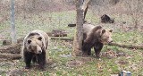 Niedźwiedzie z wrocławskiego zoo właśnie się obudziły. Czyżby nadchodziła wiosna? [ZDJĘCIA, FILM]