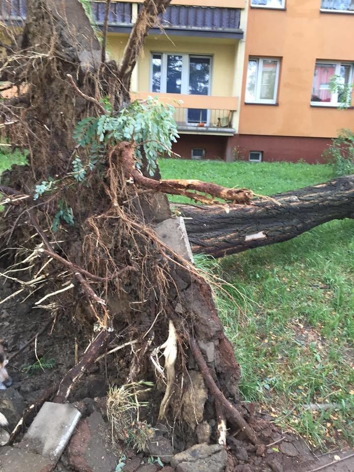 Burze na Śląsku i w Zagłębiu: kilka tysięcy osób bez prądu, powalone drzewa, uszkodzone dachy ZDJĘCIA