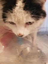 Skatowany Filemon przyczołgał się do domu po tygodniu. Kot w bardzo ciężkim stanie przebywa w lecznicy