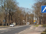 Remont Krakowskiej w Łodzi zaczyna się od skandalu. Chcą wyciąć drzewa, żeby zrobić ścieżkę dla rowerzystów... 
