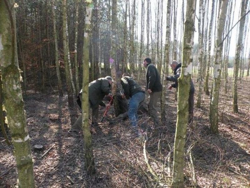 Na ratunek przyszli ostrołęccy leśnicy