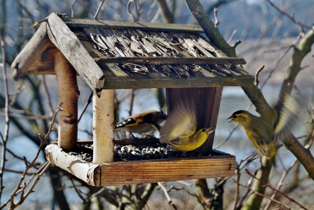 Zimą warto dokarmiać ptaki - zrewanżują się nam swoim towarzystwem, śpiewem i pomocą w zwalczaniu różnych szkodników.